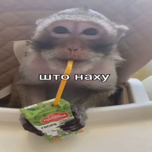 🤨 Стикер «Monkeys pon» для Telegram