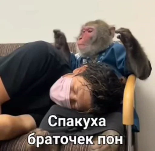 😌 Стикер «Monkeys pon» для Telegram