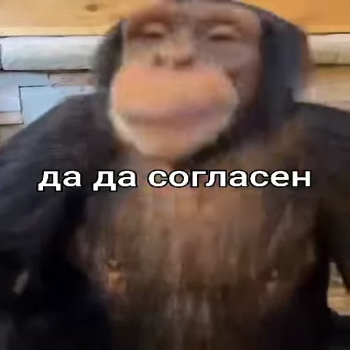 👍 Стикер «Monkeys pon» для Telegram