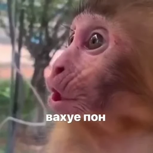 😗 Стикер «Monkeys pon» для Telegram
