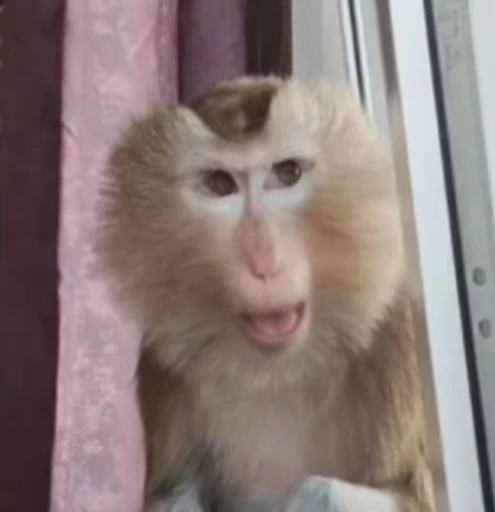 🌟 Стикер «Monkeys pon» для Telegram