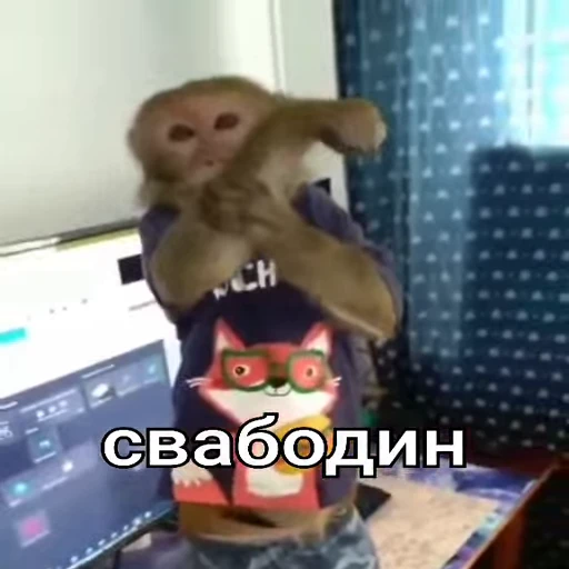 🤬 Стикер «Monkeys pon» для Telegram