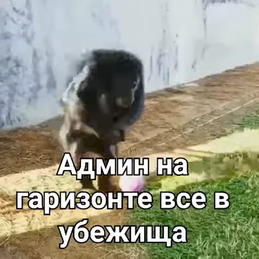 🏠 Стикер «Monkeys pon» для Telegram