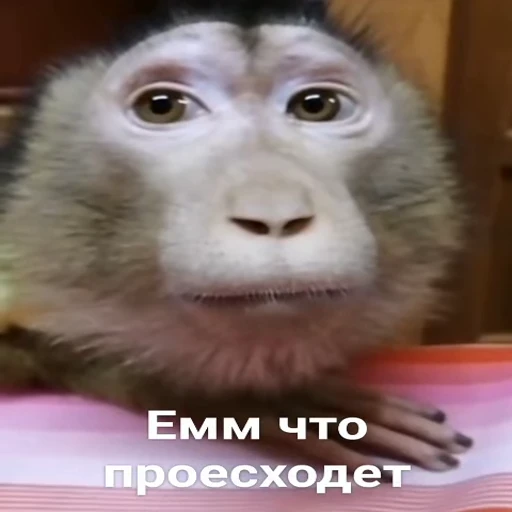Стикерпак Monkeys pon для Telegram