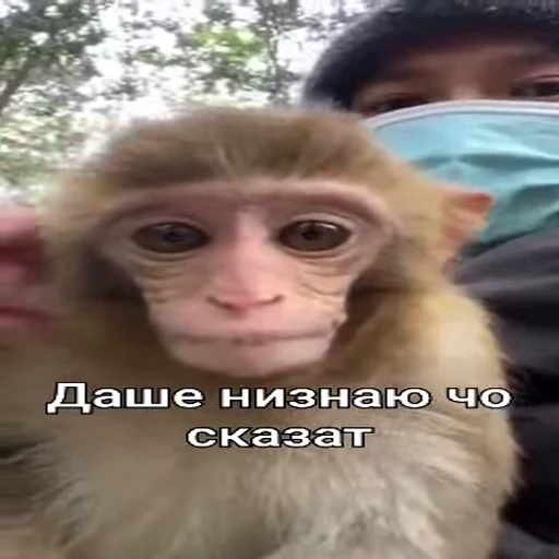 🤷 Стикер «Monkeys pon» для Telegram