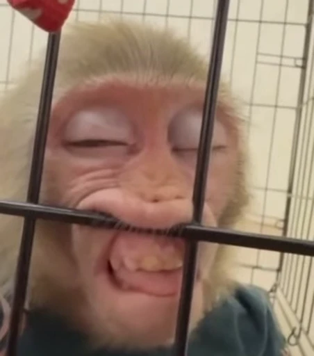 🌟 Стикер «Monkeys pon» для Telegram
