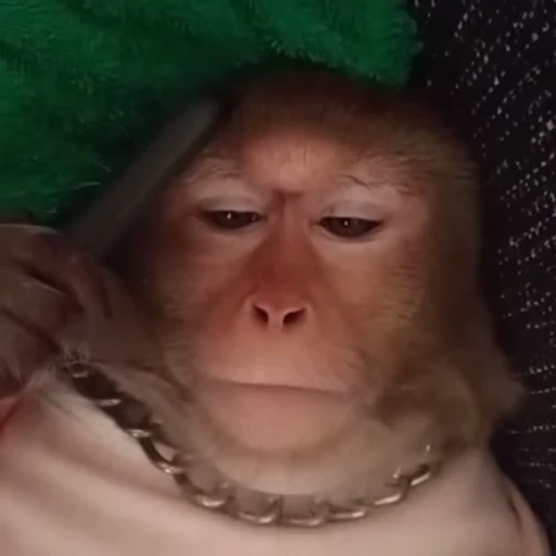 🌟 Стикер «Monkeys pon» для Telegram