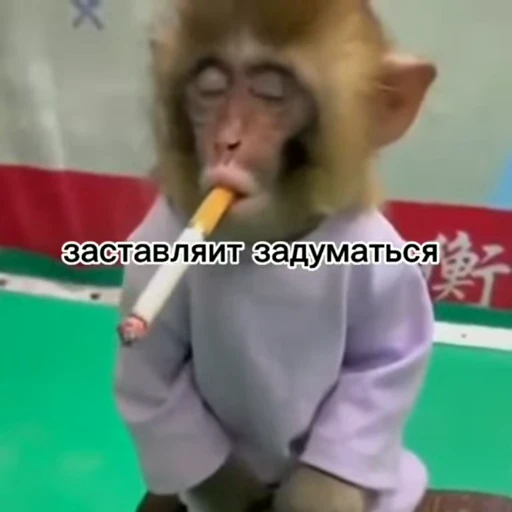 🧐 Стикер «Monkeys pon» для Telegram