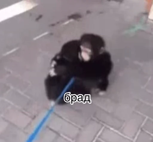 ✊ Стикер «Monkeys pon» для Telegram