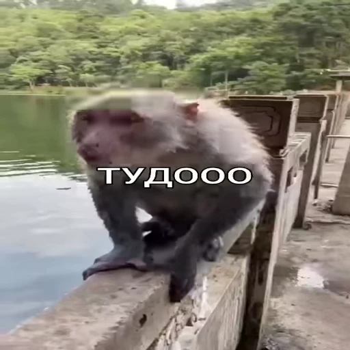 ☝ Стикер «Monkeys pon» для Telegram
