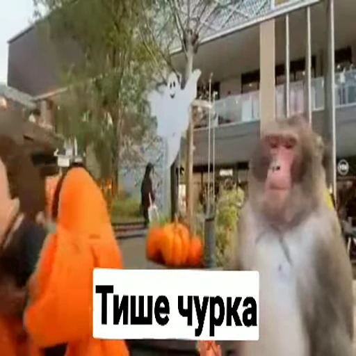 😡 Стикер «Monkeys pon» для Telegram