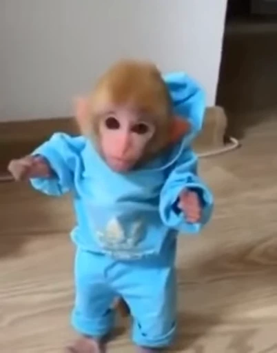 👦 Стикер «Monkeys pon» для Telegram