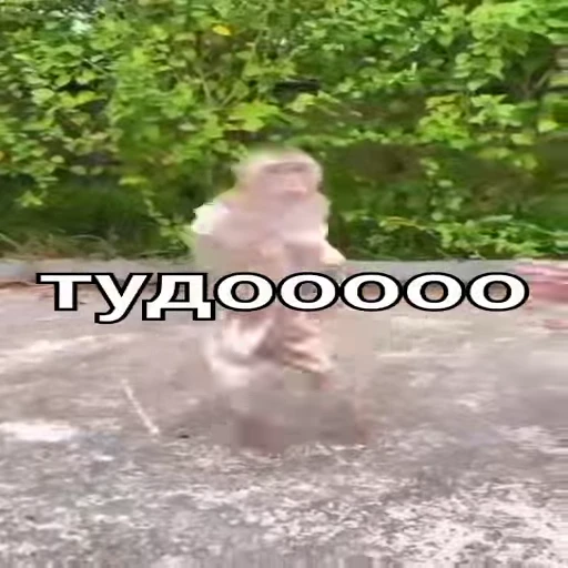 😠 Стикер «Monkeys pon» для Telegram
