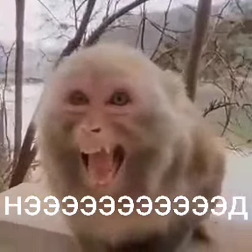 😤 Стикер «Monkeys pon» для Telegram
