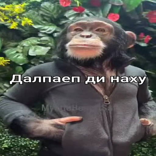 😎 Стикер «Monkeys pon» для Telegram