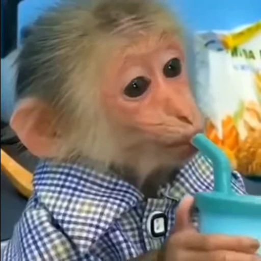 🥤 Стикер «monkiss 2» для Telegram