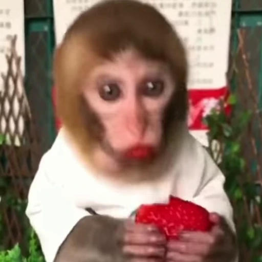 😊 Стикер «monkiss 2» для Telegram