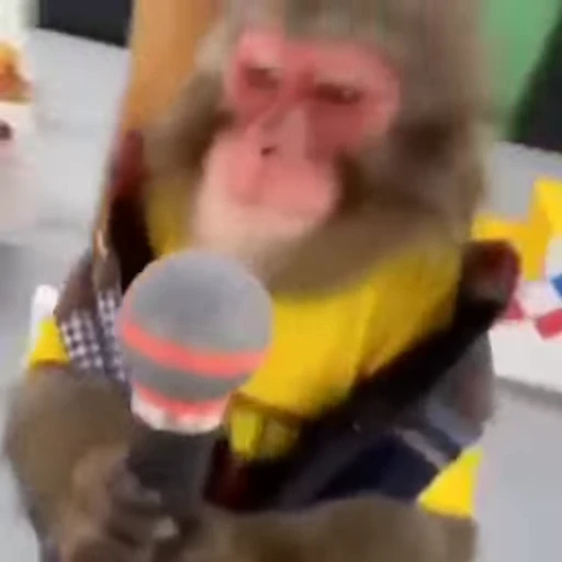 🐵 Стикер «Monkiz 3» для Telegram