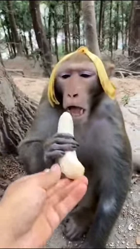 🍌 Стикер «Monkiz 3» для Telegram