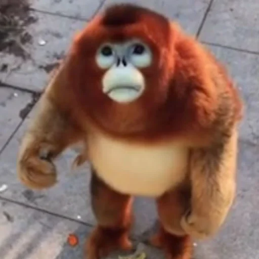 🙁 Стикер «Monke» для Telegram
