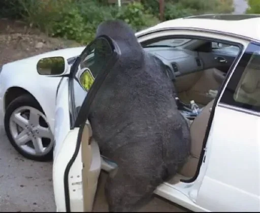 🚙 Стикер «Monke» для Telegram