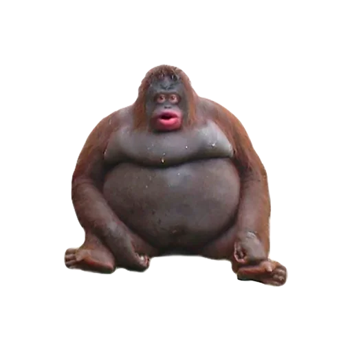 🦧 Стикер «Monke» для Telegram
