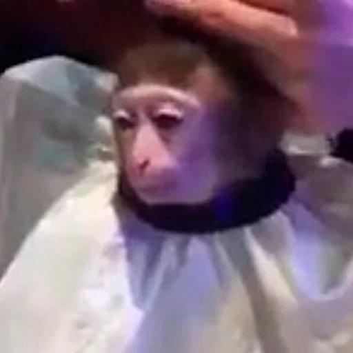 😔 Стикер «Monke» для Telegram