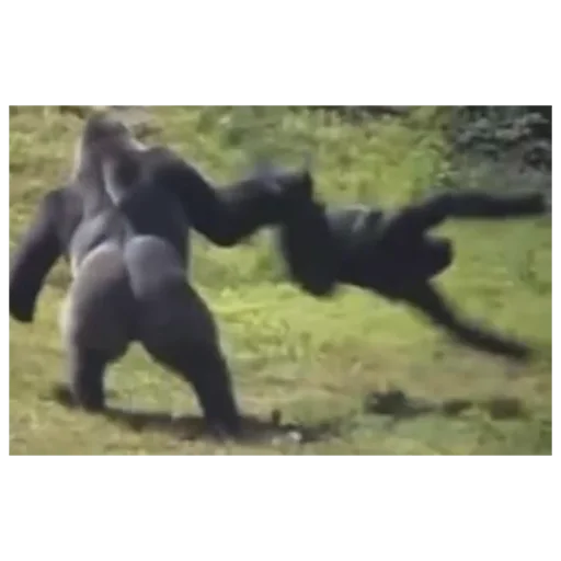 😠 Стикер «Monke» для Telegram