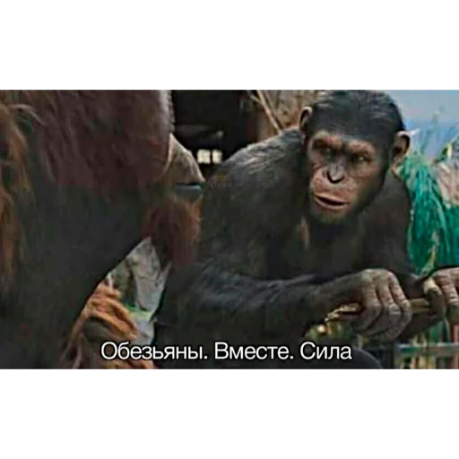 👬 Стикер «Monke» для Telegram