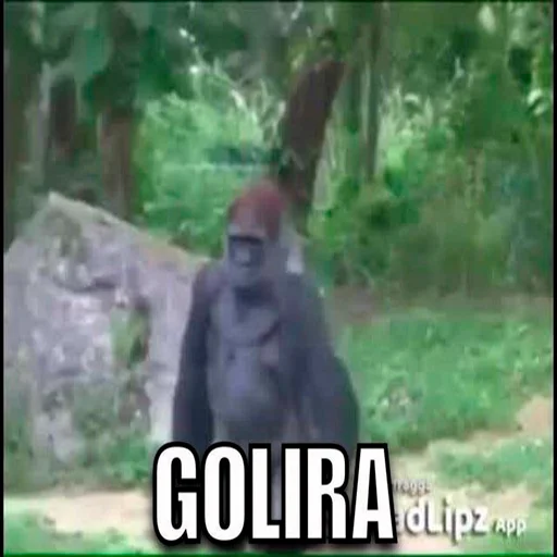 🦍 Стикер «Monke» для Telegram