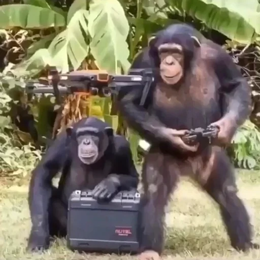 😳 Стикер «Monke» для Telegram