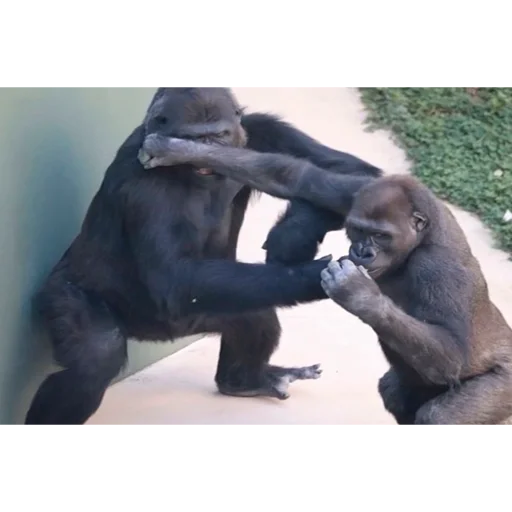 👊 Стикер «Monke» для Telegram