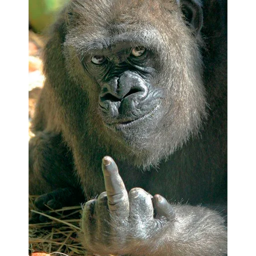 🖕 Стикер «Monke» для Telegram