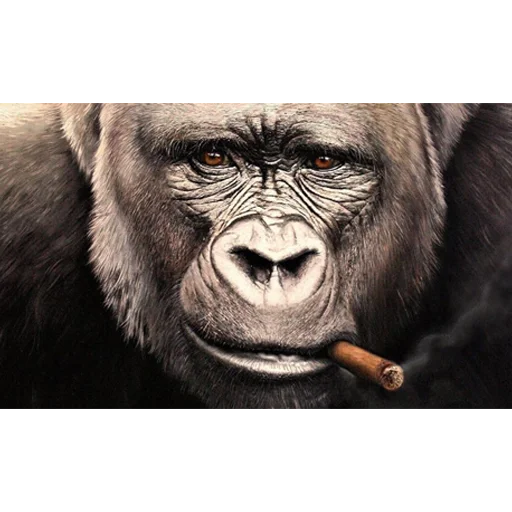 🚬 Стикер «Monke» для Telegram