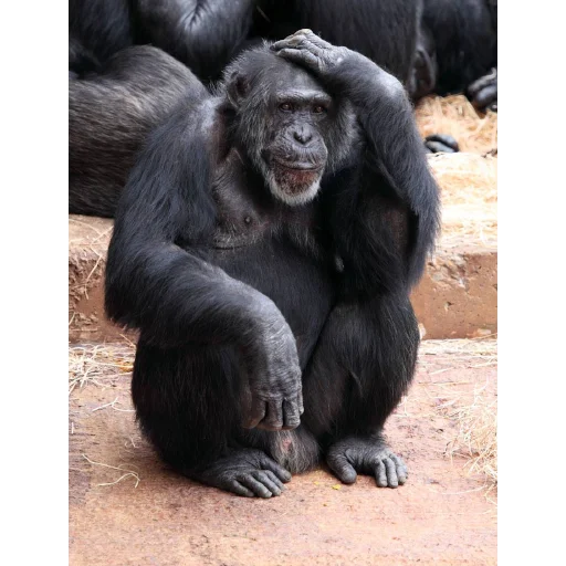 🗿 Стикер «Monke» для Telegram