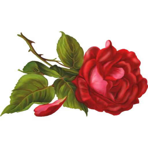 🌹 Стикер «منوعات2» для Telegram