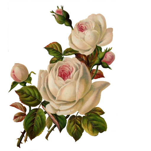 🌼 Стикер «منوعات2» для Telegram
