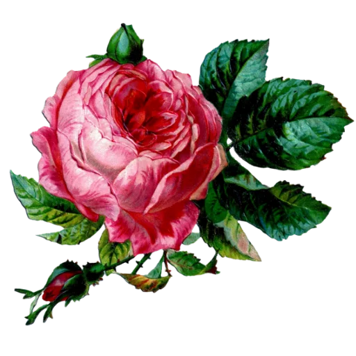 🌺 Стикер «منوعات2» для Telegram