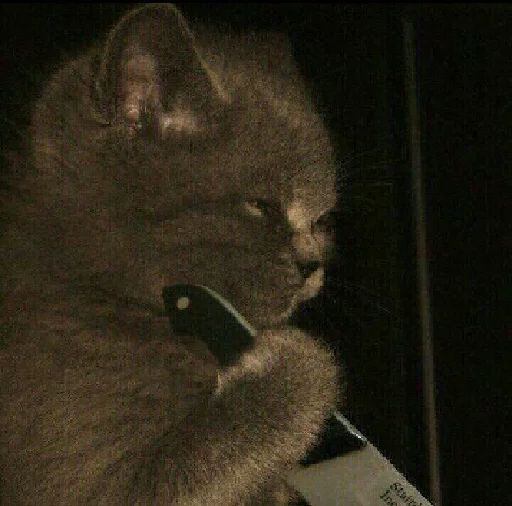 🔪 Стикер «ᴍᴏᴏᴅ ʙʏ sᴍʙxᴠ» для Telegram