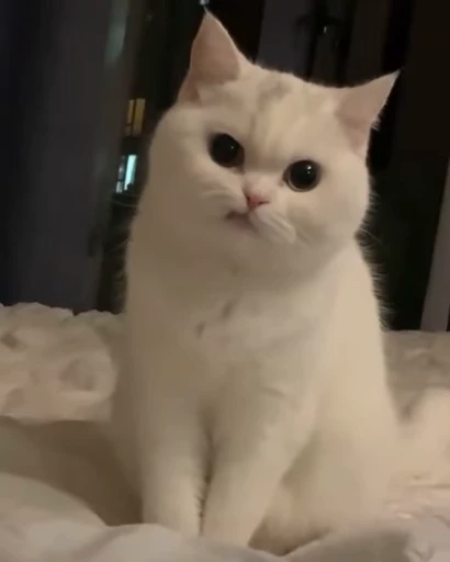 🤨 Стикер «Moods» для Telegram