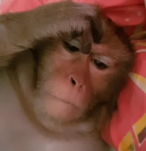 🤔 Стикер «Monkey» для Telegram