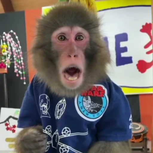 🐵 Стикер «Monkey» для Telegram