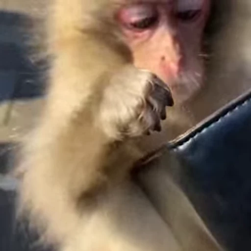 💷 Стикер «Monkey» для Telegram