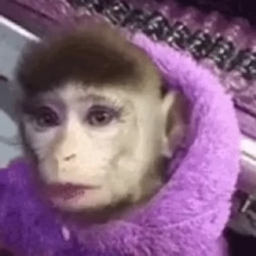 💄 Стикер «Monkey» для Telegram