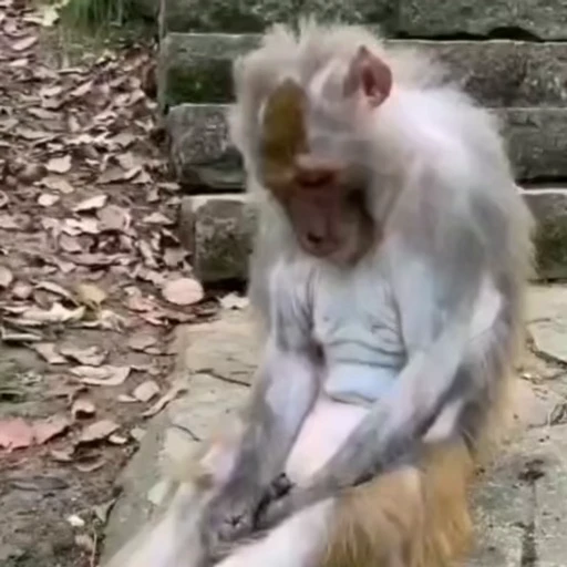 😔 Стикер «Monkey» для Telegram