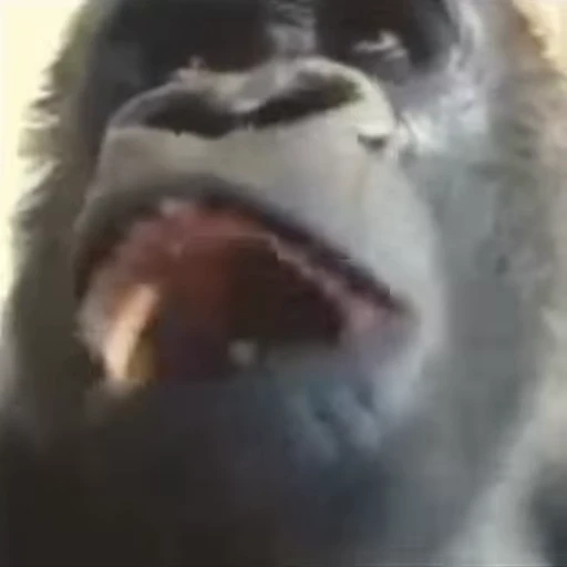 😮 Стикер «Monkey» для Telegram