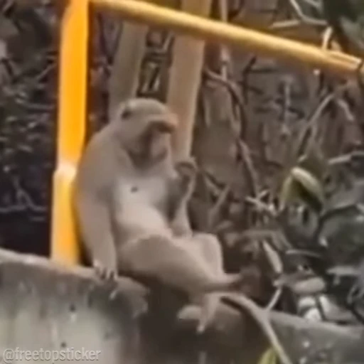 🐵 Стикер «Monkey» для Telegram