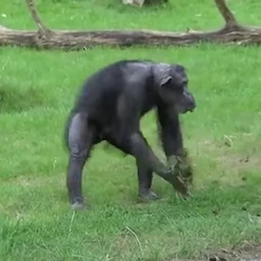 😠 Стикер «Monkey» для Telegram