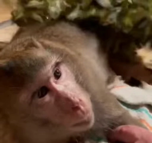 🧖‍♂️ Стикер «Monkey» для Telegram