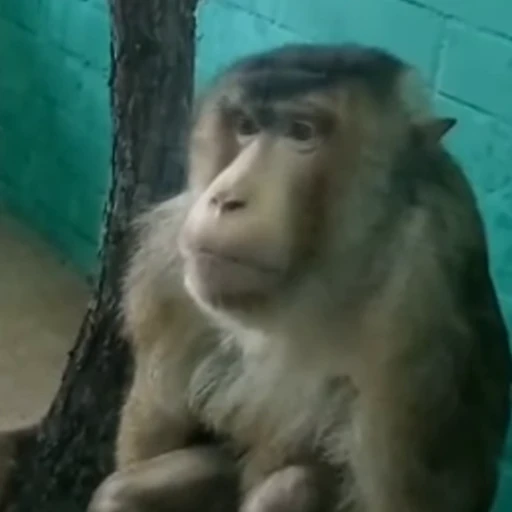 Стикерпак Monkey для Telegram